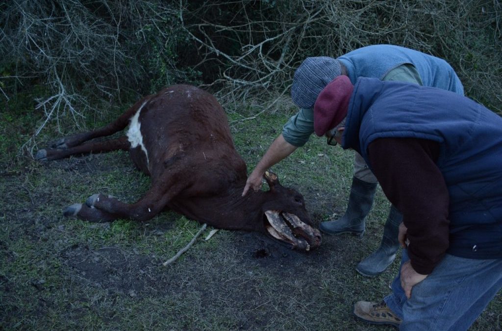 Extrañas muertes de vacas en el norte de Santa Fe