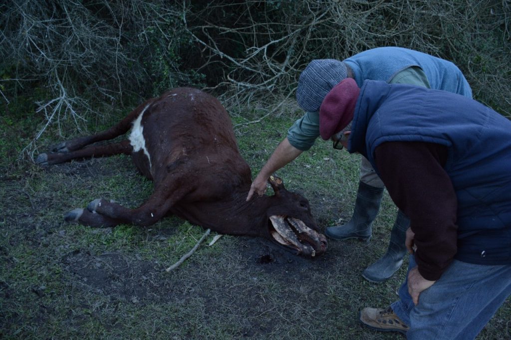 Extrañas muertes de vacas en el norte de Santa Fe