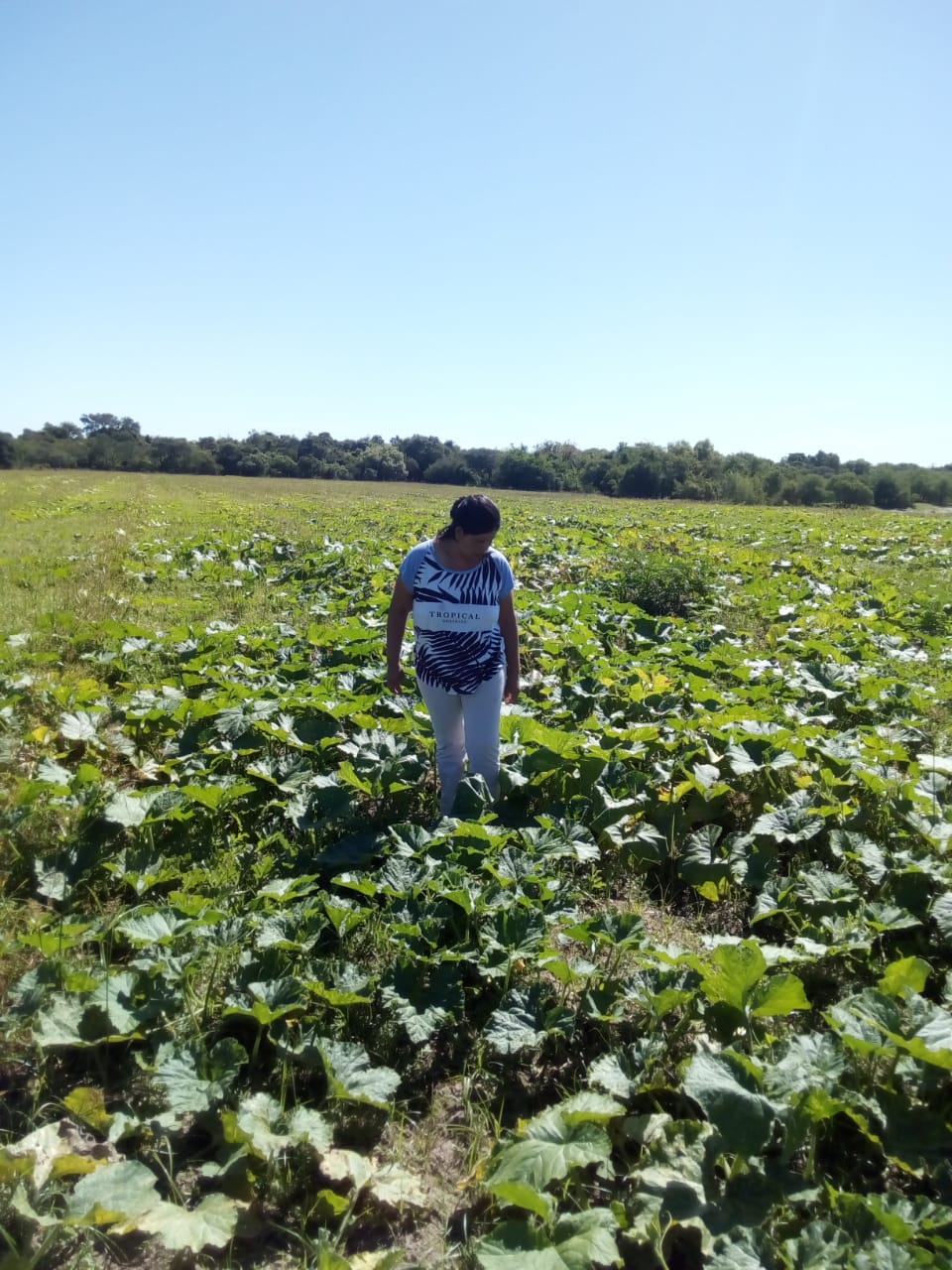 Las mujeres campesinas alimentan la mesa en pandemia