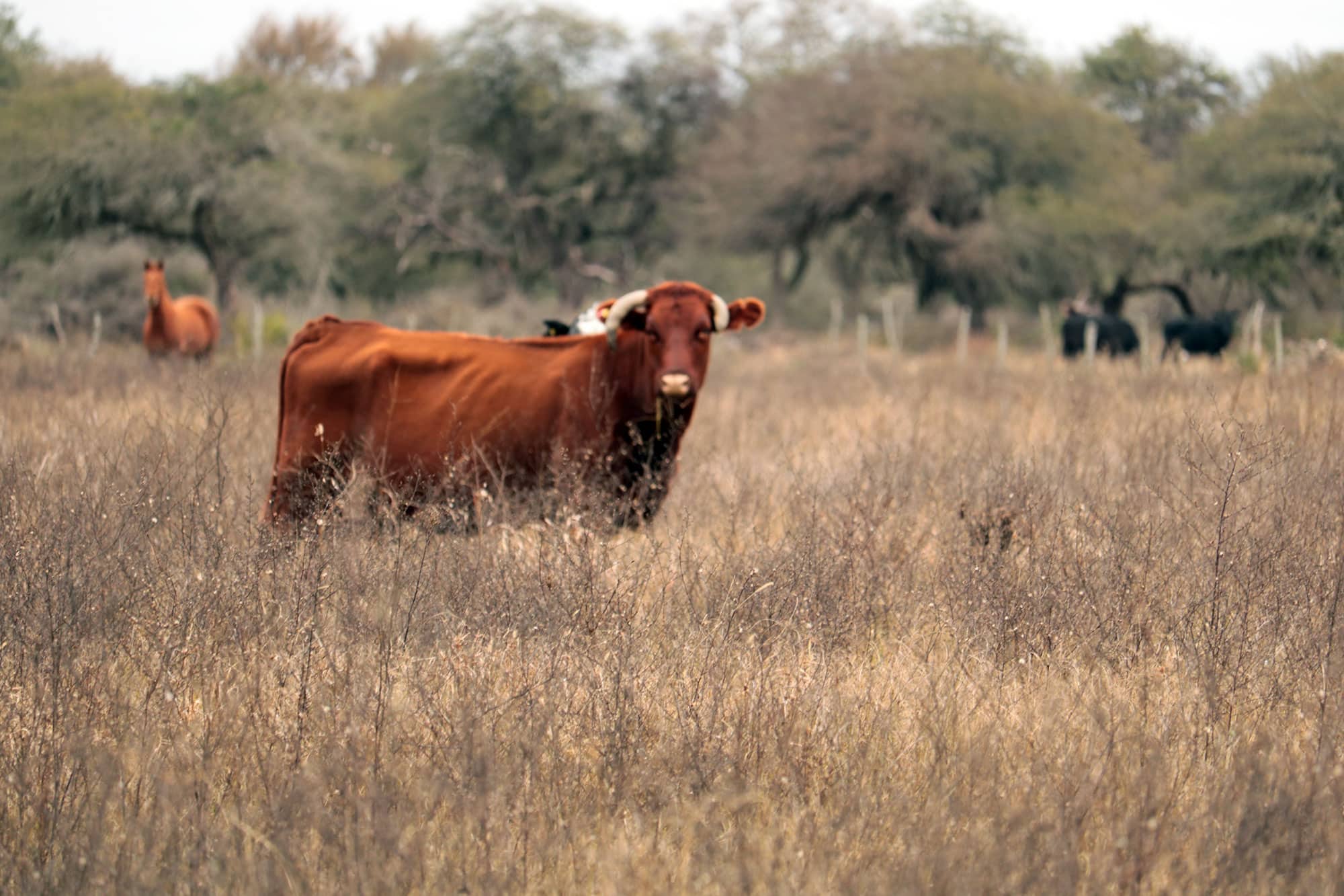 INCUPO en el manejo sustentable del bosque nativo de Colonia Durán
