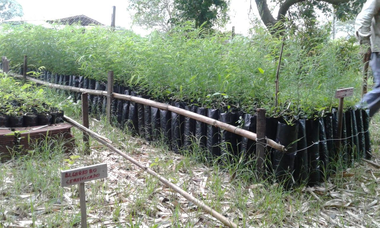 El vivero de INCUPO en La Lola produce 3000 árboles nativos para la  reforestación del norte santafesino | INCUPO