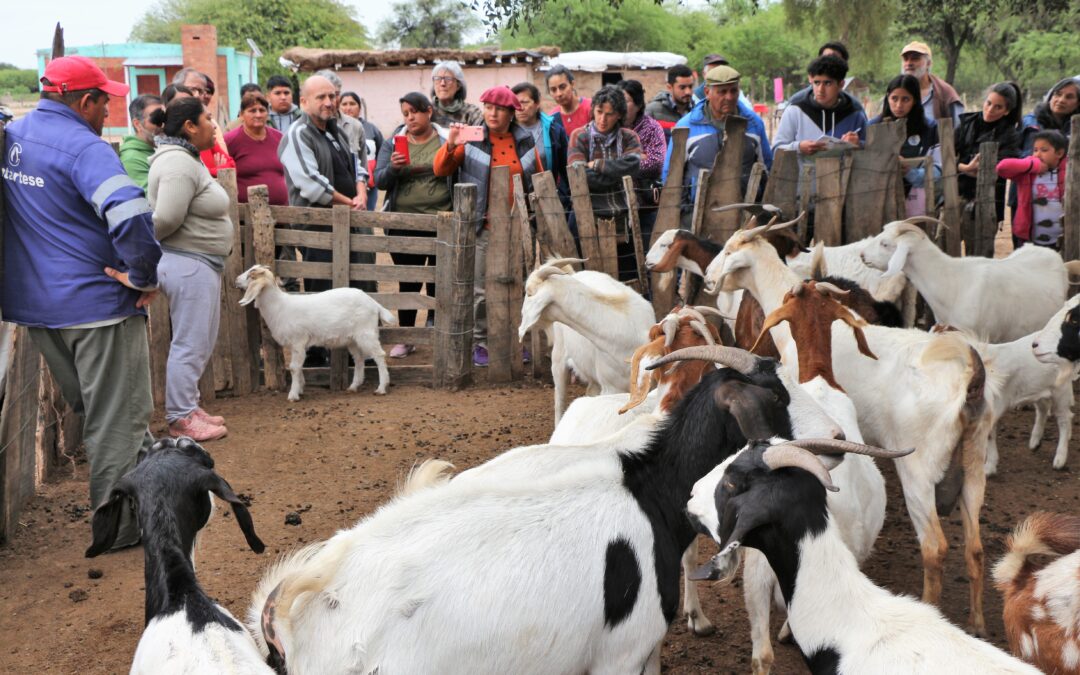 INCUPO convoca a las II Jornadas sobre Ganadería Caprina Agroecológica del NOA