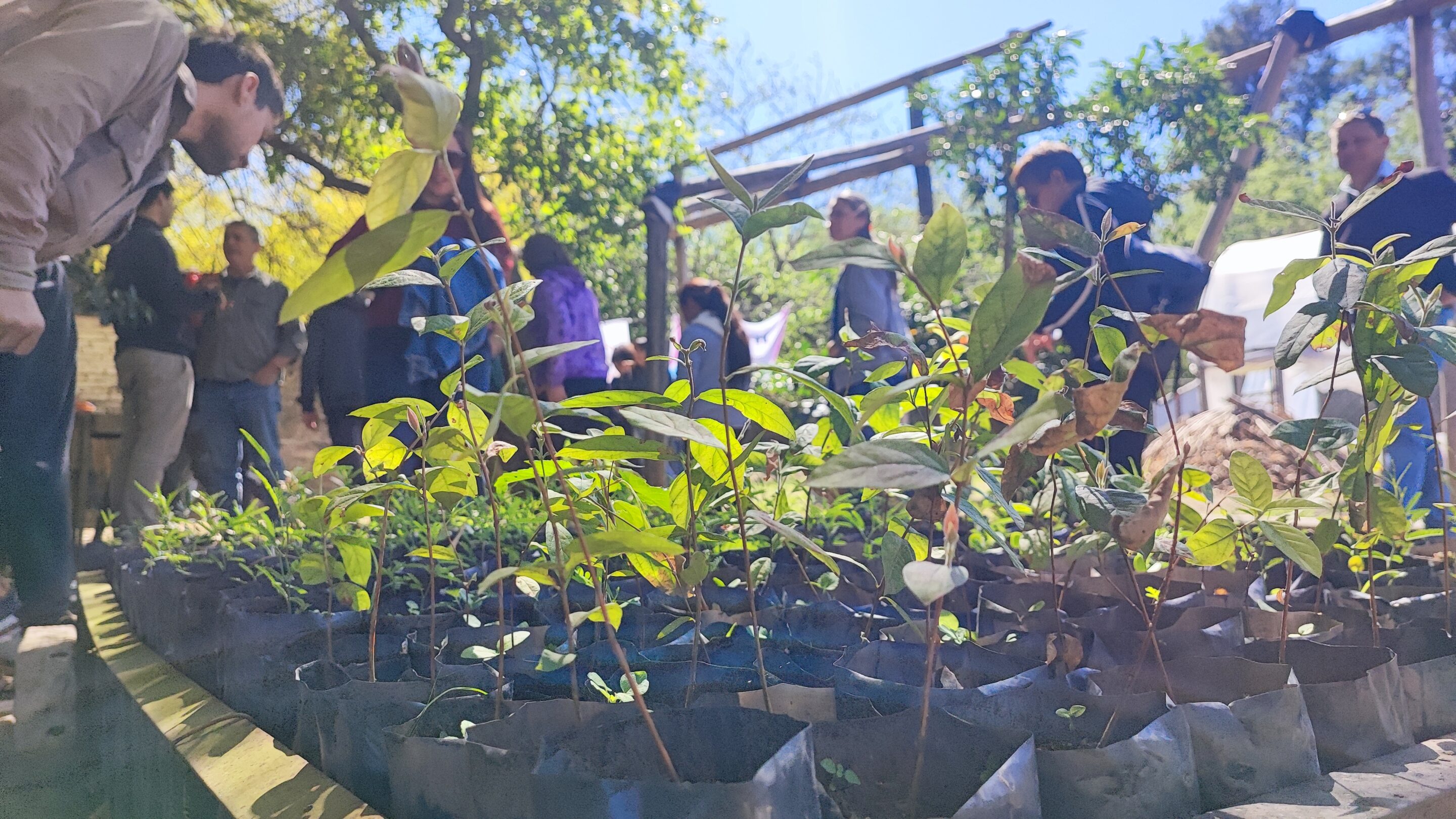 INCUPO celebra sus 55 años con una plantación de árboles nativos