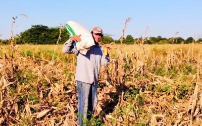 Maíz con valor agregado: producción de harina de familias indígenas de Chaco