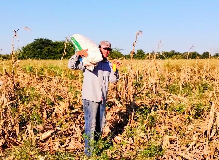 Maíz con valor agregado: producción de harina de familias indígenas de Chaco
