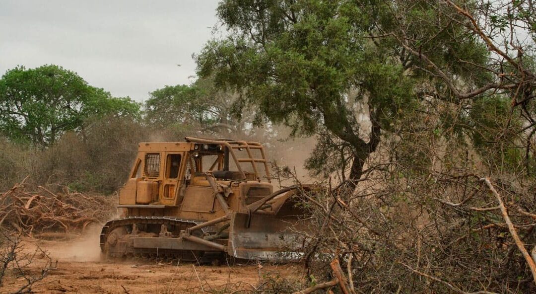 La REDAF advierte que una reforma de la Ley de Bosques pone en riesgo el ambiente y el desarrollo sostenible de la región