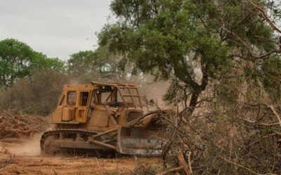 La REDAF advierte que una reforma de la Ley de Bosques pone en riesgo el ambiente y el desarrollo sostenible de la región