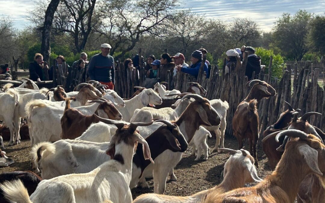 Santiago del Estero: productores e instituciones fortalecieron las 4° Jornadas de Ganadería Caprina agroecológica del NOA