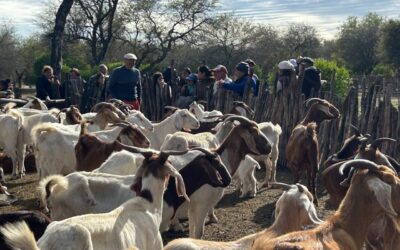 Santiago del Estero: productores e instituciones fortalecieron las 4° Jornadas de Ganadería Caprina agroecológica del NOA