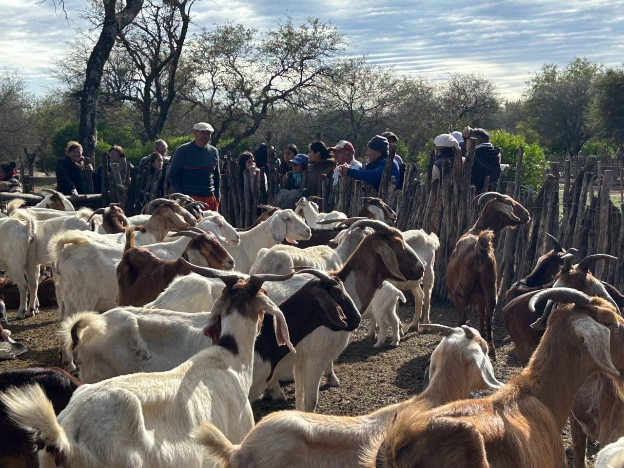 Santiago del Estero: productores e instituciones fortalecieron las 4° Jornadas de Ganadería Caprina agroecológica del NOA