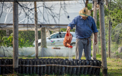 Nueva jornada de plantación de árboles nativos en La Lola