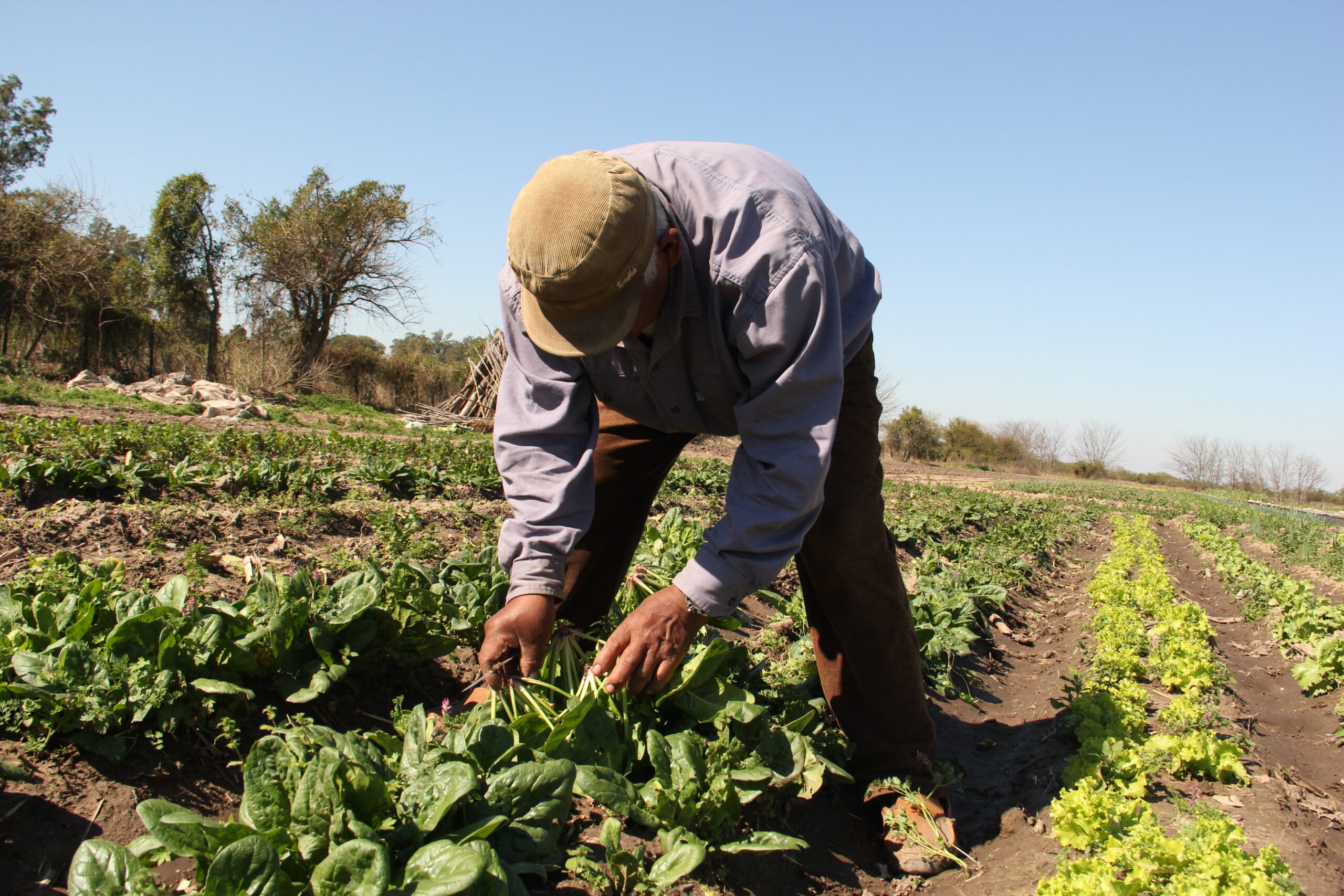 8 de setiembre, Día del Agricultor: “Hay que volver a empezar”